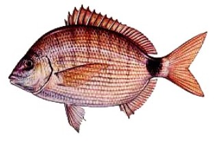 porgy fish spottail pinfish floridiannature